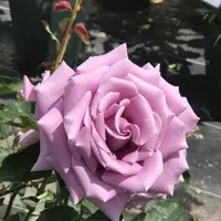 RSKバラ園の写真・動画_image_583941