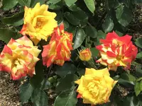 RSKバラ園の写真・動画_image_583943