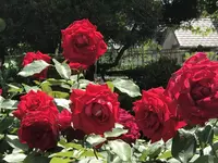 RSKバラ園の写真・動画_image_583944