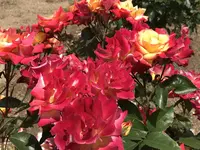 RSKバラ園の写真・動画_image_583945