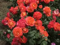 RSKバラ園の写真・動画_image_583946