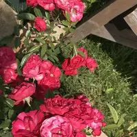 RSKバラ園の写真・動画_image_583947