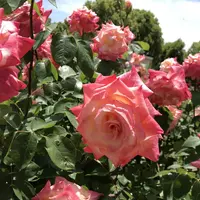 RSKバラ園の写真・動画_image_583948