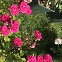 RSKバラ園の写真・動画_image_583949