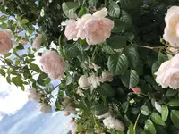 RSKバラ園の写真・動画_image_583951