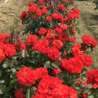 RSKバラ園の写真・動画_image_583952