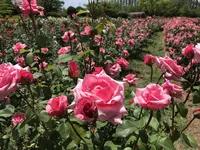 RSKバラ園の写真・動画_image_583953