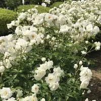 RSKバラ園の写真・動画_image_583955