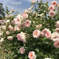 RSKバラ園の写真・動画_image_583956