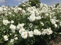 RSKバラ園の写真・動画_image_583959