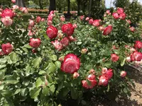RSKバラ園の写真・動画_image_583960