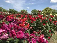 RSKバラ園の写真・動画_image_583961