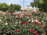 RSKバラ園の写真・動画_image_583962