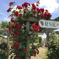 RSKバラ園の写真・動画_image_583965
