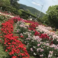 RSKバラ園の写真・動画_image_583966