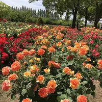 RSKバラ園の写真・動画_image_583967
