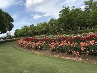 RSKバラ園の写真・動画_image_583968