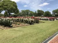 RSKバラ園の写真・動画_image_583969