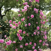 RSKバラ園の写真・動画_image_583970