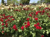 RSKバラ園の写真・動画_image_583971