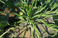 農園リゾート THE FARMの写真・動画_image_584993