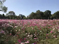 木曽三川公園の写真・動画_image_585193