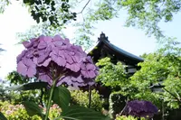 本土寺（あじさい寺）の写真・動画_image_586399