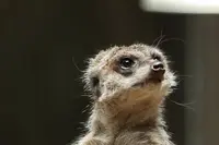上野動物園の写真・動画_image_586401