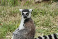 上野動物園の写真・動画_image_586402