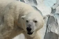 上野動物園の写真・動画_image_586404