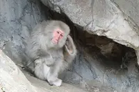 上野動物園の写真・動画_image_586405