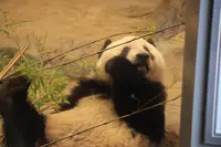 上野動物園の写真・動画_image_586406