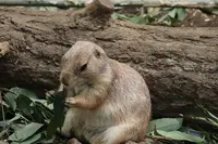 上野動物園の写真・動画_image_586407