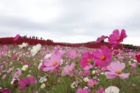国営ひたち海浜公園の写真・動画_image_586443