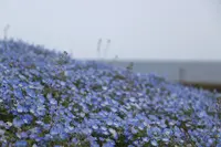 国営ひたち海浜公園の写真・動画_image_586447