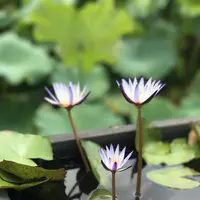 台北植物園の写真・動画_image_598591