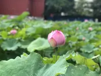 台北植物園の写真・動画_image_598592