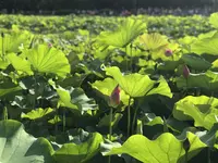 台北植物園の写真・動画_image_598593
