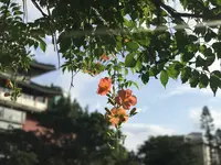 台北植物園の写真・動画_image_598596