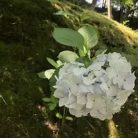 東福寺の写真・動画_image_599080