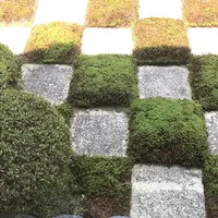 東福寺の写真・動画_image_599085