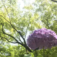 東福寺の写真・動画_image_599192