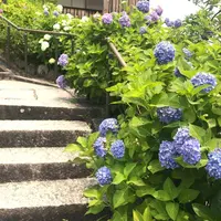 柳谷観音(楊谷寺）の写真・動画_image_599237