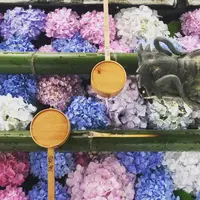 柳谷観音(楊谷寺）の写真・動画_image_599239