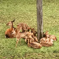 奈良公園の写真・動画_image_599473