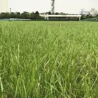 阪神競馬場の写真・動画_image_599679