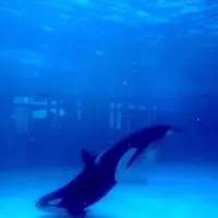 オーシャンの写真・動画_image_601517