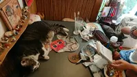 ねんねこ家の写真・動画_image_601617