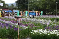 あやめ公園の写真・動画_image_602690