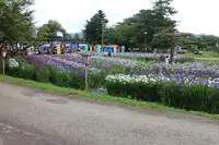 あやめ公園の写真・動画_image_602691